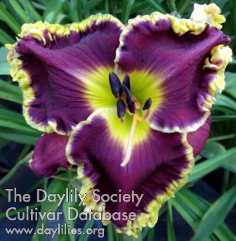 Daylily All for One